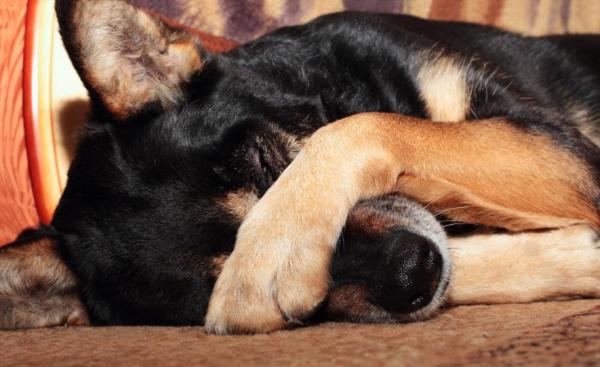 Nieżyt nosa u psów - przyczyny i leczenie - objawy i leczenie alergicznego nieżytu nosa u psów