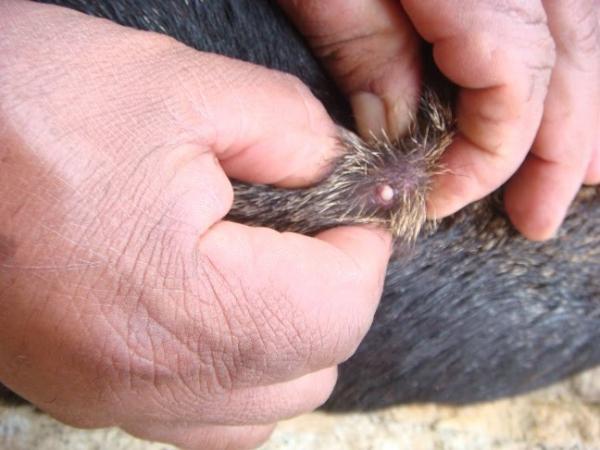 Grzybica u psów - Objawy, usuwanie i leczenie robaków - Objawy muszycy u psów