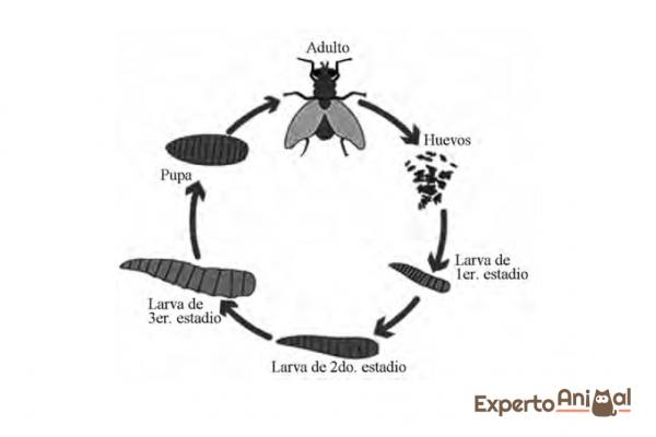 Grzybica u psów - objawy, usuwanie i leczenie robaków - cykl życiowy i rozwój muchówek