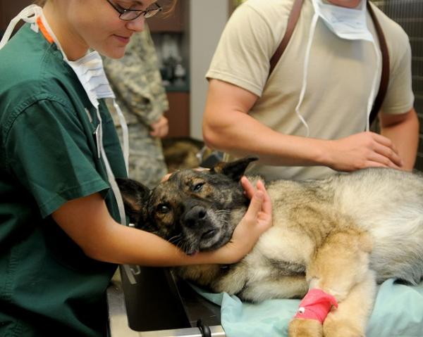 Zespół Shakera u psów - Objawy i leczenie - Diagnoza zespołu Shakera