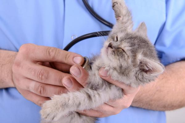 11 rzeczy, które stresują koty - Odwiedź weterynarza
