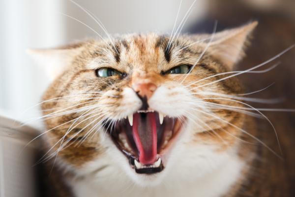 11 rzeczy, które stresują koty – Niewłaściwe krzyczenie i karanie