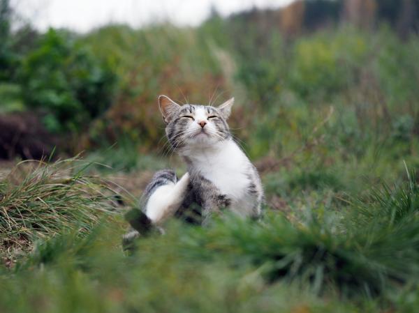 Bartonella u kotów - Objawy, przyczyny i leczenie - Co to jest Bartonella i jak się rozprzestrzenia?