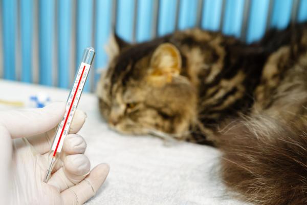 Bartonella u kotów - Objawy, przyczyny i leczenie - Objawy bartonellozy u kotów