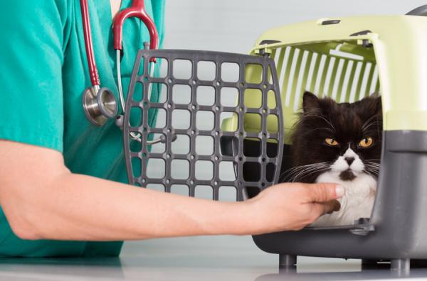 4 objawy choroby nerek u kotów - diagnostyka i leczenie choroby nerek