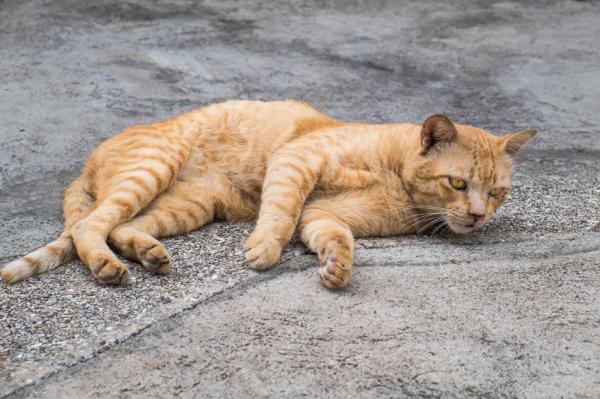Zapalenie stawów u kotów - objawy i leczenie - Co to jest zapalenie stawów?