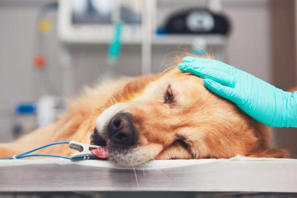 Balanoposthitis u psów - przyczyny, objawy i leczenie - leczenie balanoposthitis