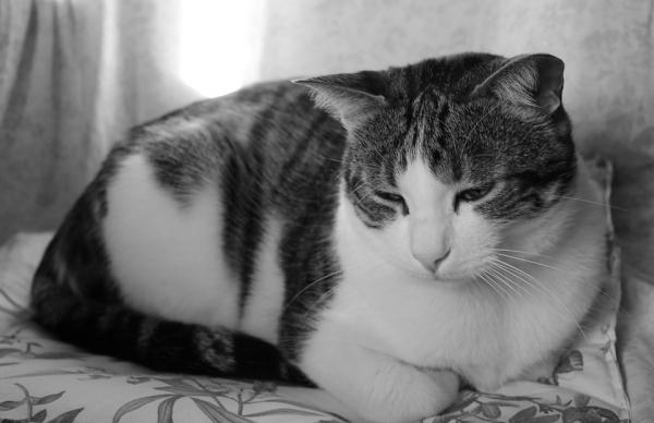 Rak u kotów - rodzaje, objawy i leczenie - objawy raka u kotów