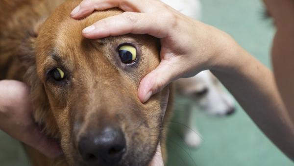 Niedokrwistość hemolityczna u psów - objawy i leczenie - objawy niedokrwistości hemolitycznej u psów