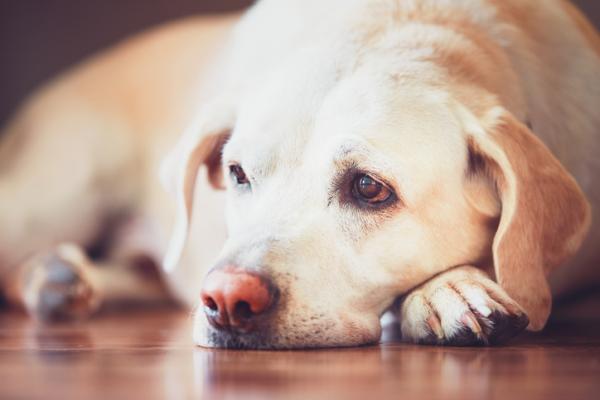 Napady padaczkowe u psów - przyczyny, objawy i leczenie - przyczyny napadów padaczkowych u psów