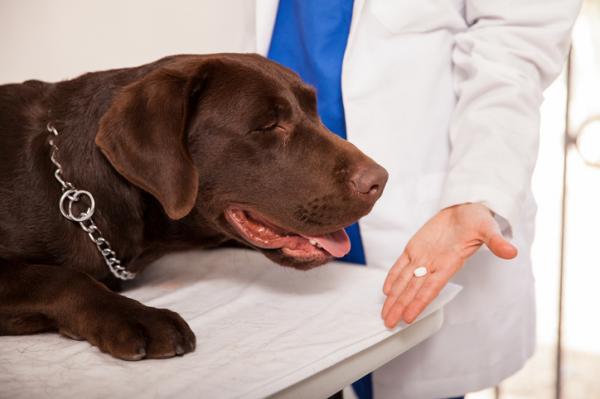 Napady padaczkowe u psów - przyczyny, objawy i leczenie - Leczenie napadów padaczkowych u psów