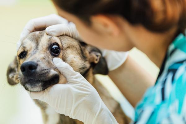 Napady padaczkowe u psów - Przyczyny, objawy i leczenie - Co zrobić przed napadem padaczkowym u psów?