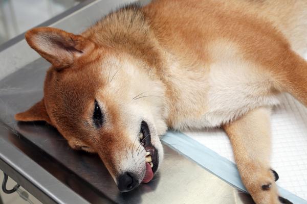 Napady padaczkowe u psów - przyczyny, objawy i leczenie - Inne napady padaczkowe u psów, które nie mają padaczki