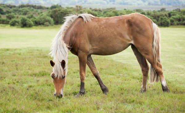 Niedokrwistość zakaźna koni – przenoszenie, objawy i leczenie – objawy niedokrwistości zakaźnej koni