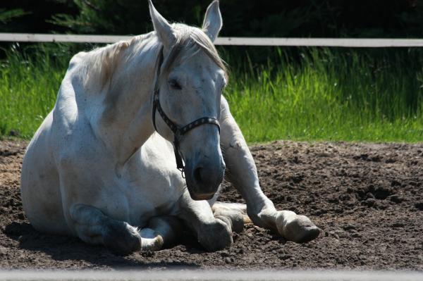 Niedokrwistość zakaźna koni - Przenoszenie, objawy i leczenie - Diagnoza niedokrwistości zakaźnej koni