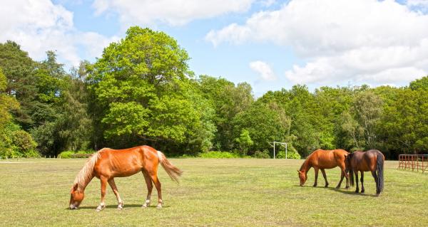 Niedokrwistość zakaźna koni - Przenoszenie, objawy i leczenie - Co to jest niedokrwistość zakaźna koni?