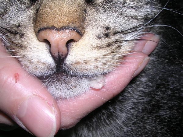 10 oznak bólu u kotów - Sialorrhea (nadmiar śliny)
