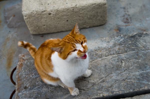 10 oznak bólu u kotów – nadmierna wokalizacja (częstsze miauczenie)