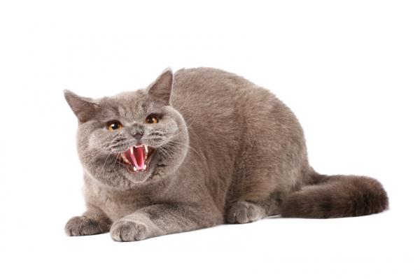 10 oznak bólu u kotów – agresja