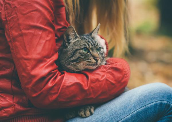 10 najczęstszych rzeczy, które mogą zabić Twojego kota – wskazówki, jak zapobiec zatruciu Twojego kota