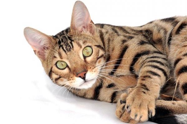 Rasy kotów pręgowanych - kot bengalski