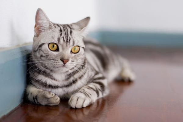 Rasy kotów pręgowanych - amerykański krótkowłosy