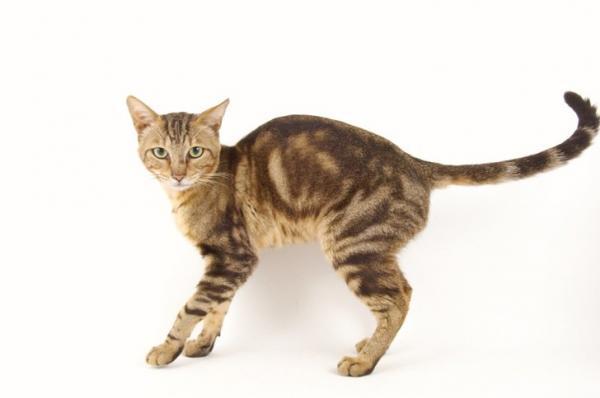 Rasy kotów pręgowanych - kot Sokoke