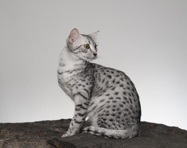 Rasy kotów pręgowanych - egipski Mau