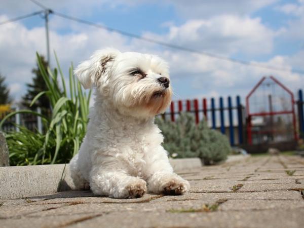 Psy, które warto mieć w małym mieszkaniu - Bichon Maltańczyk 