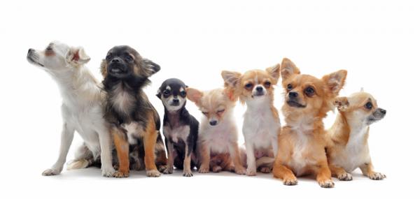 Psy w małym mieszkaniu - Chihuahua