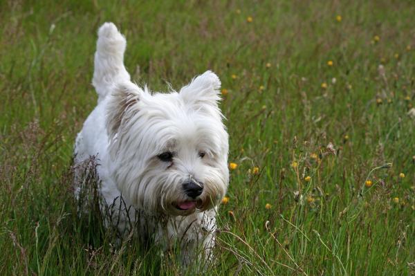 Psy do trzymania w małym mieszkaniu - West highland white terrier