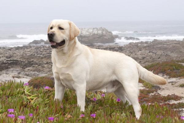 10 psów ze skłonnością do otyłości - 3. Labrador retriever