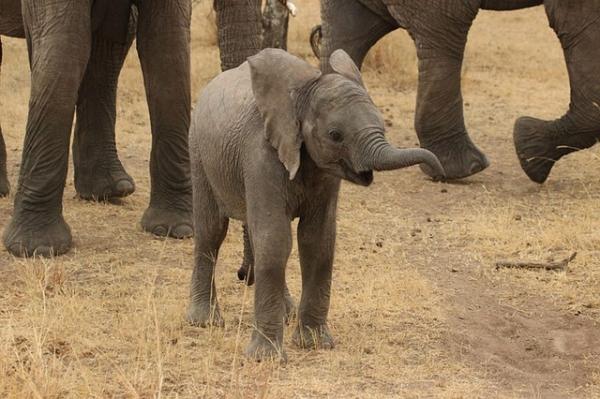 Jak rodzą się słonie?  - Jakie są słoniątka?