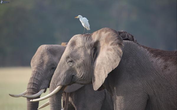 10 największych zwierząt na świecie - Słoń