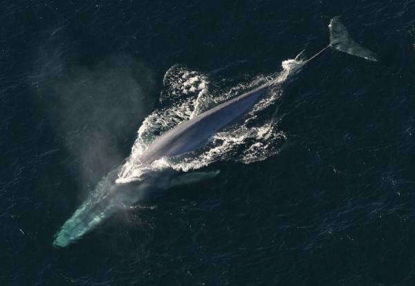 10 największych zwierząt na świecie - płetwal błękitny