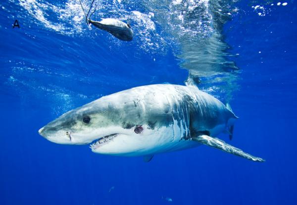 10 największych zwierząt na świecie - biały rekin