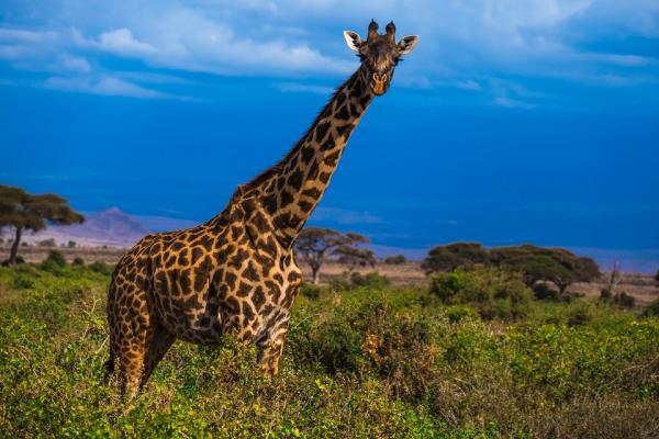 10 największych zwierząt na świecie - Żyrafa