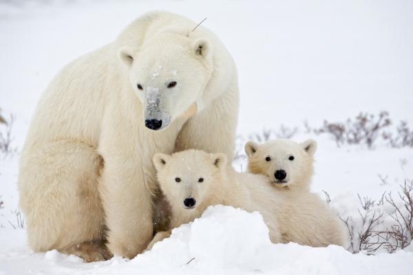 10 największych zwierząt na świecie - niedźwiedź polarny