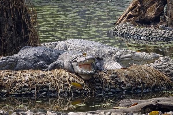 10 największych zwierząt na świecie - Krokodyl