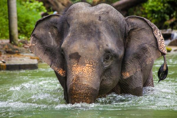 Najbardziej niebezpieczne zwierzęta w Tajlandii - Słonie - Elephas maximus