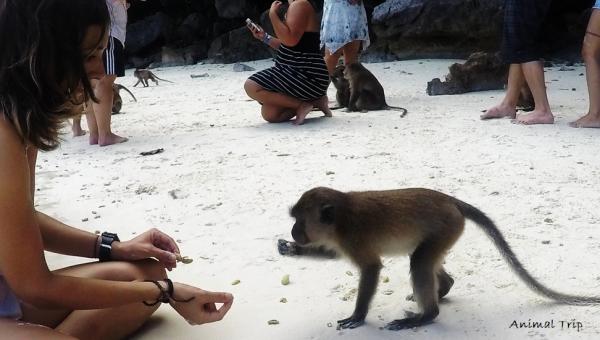 Najbardziej niebezpieczne zwierzęta w Tajlandii - Małpy - Macaca fascicularis 