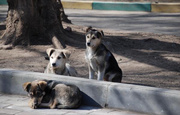 Najbardziej niebezpieczne zwierzęta w Tajlandii - Psy - Canis lupus familiaris