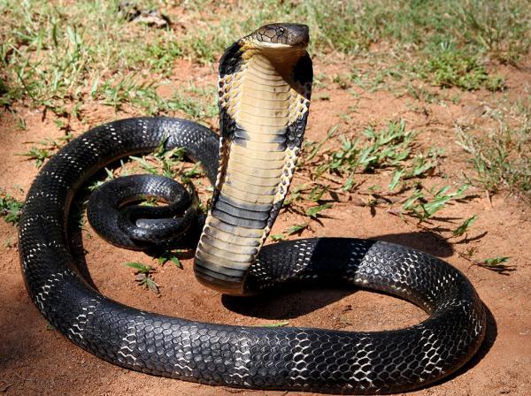 Najbardziej niebezpieczne zwierzęta w Tajlandii - King Cobra - Ophiophagus Hannah