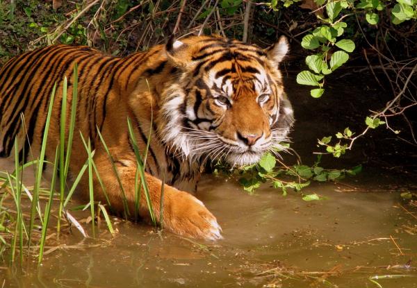 Najbardziej niebezpieczne zwierzęta w Tajlandii - Tygrys - Panthera tigris corbetti 