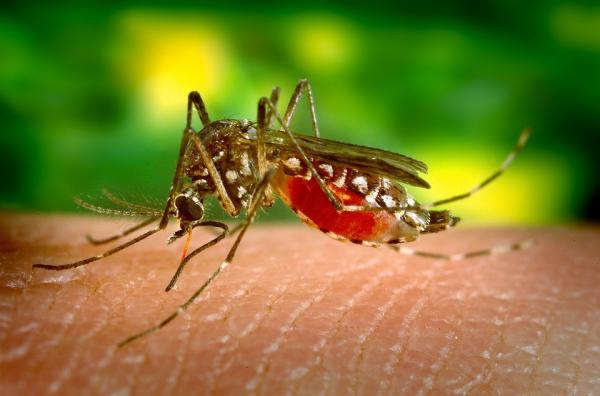 Najbardziej niebezpieczne zwierzęta w Tajlandii - komary
