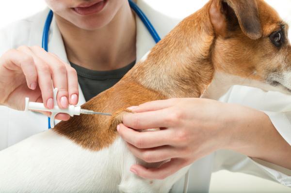 Czego potrzebują psy do podróży?  - Szczepionki i dokumenty - Szczepienia obowiązkowe do podróży z psami