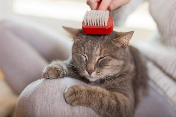 Czy można używać szamponu dla psów na kotach?  - Znaczenie futra kota