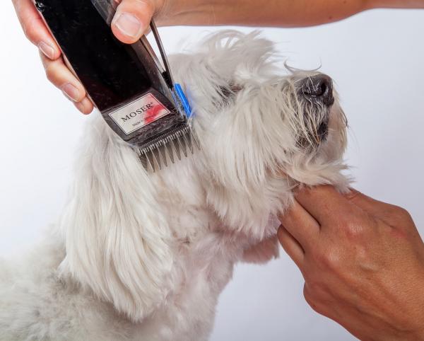 Najlepsze maszynki do strzyżenia włosów dla psów - Maszynki do strzyżenia dla psów o każdej sierści