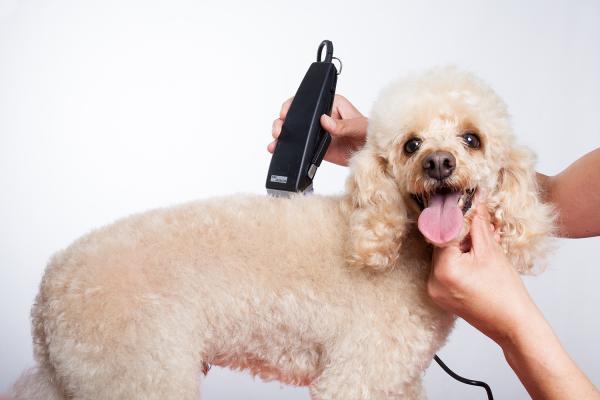 Najlepsze maszynki do strzyżenia włosów dla psów — maszynki do strzyżenia włosów dla psów o długich i cienkich włosach