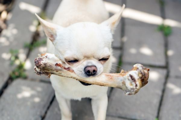 Pokarmy zawierające wapń dla psów — Kości
